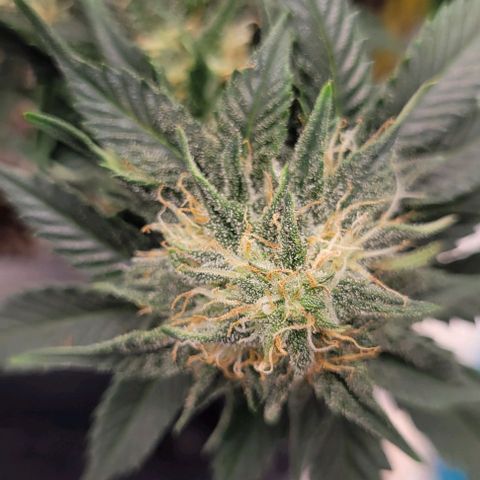 Auto Cheese growlog timeline photo