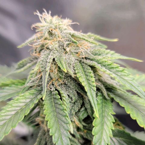 Auto Cheese growlog timeline photo