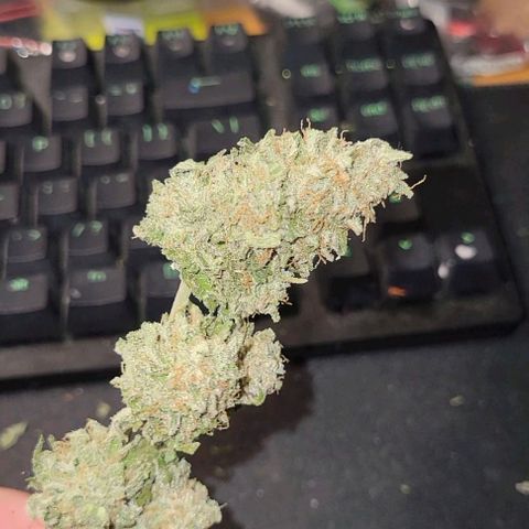 Auto Cheese growlog timeline photo