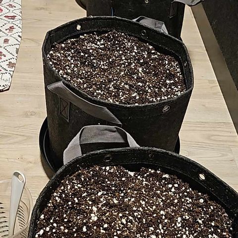 Green Gelato #2 growlog photo: Soil is ready for watering.
It is Plagron Light Mix/Perlite at 70/30