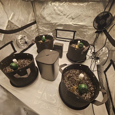 Green Gelato #2 growlog photo: And we are good to go ✌️😎✌️