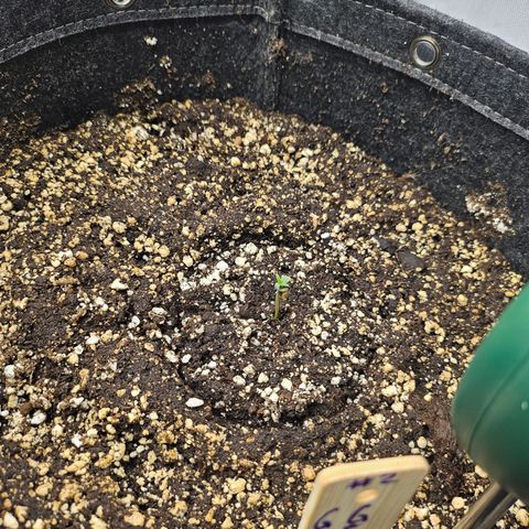 Green Gelato #2 growlog timeline photo