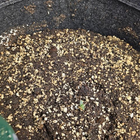 Mimosa #2 growlog timeline photo
