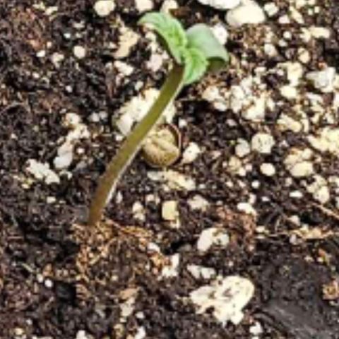 Mimosa #1 growlog timeline photo