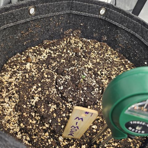 Mimosa #1 growlog timeline photo