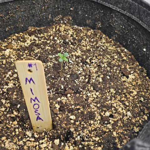 Mimosa #1 growlog timeline photo