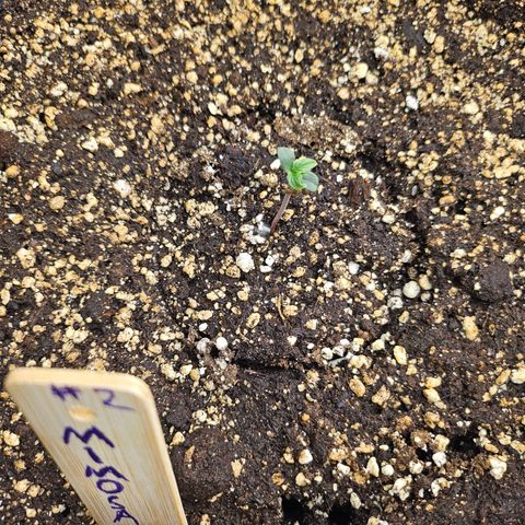 Mimosa #2 growlog timeline photo