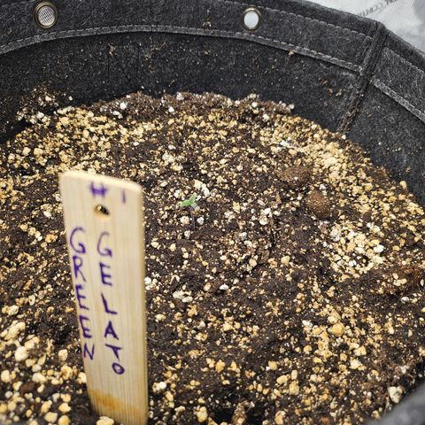 Green Gelato #1 growlog photo: This plant is a bit smeller then the rest, could ut be because of the seed still beeing stuck?
