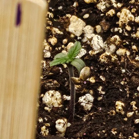 Green Gelato #1 growlog photo: This plant is a bit smeller then the rest, could ut be because of the seed still beeing stuck?