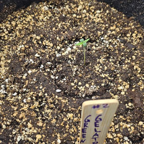 Green Gelato #2 growlog timeline photo