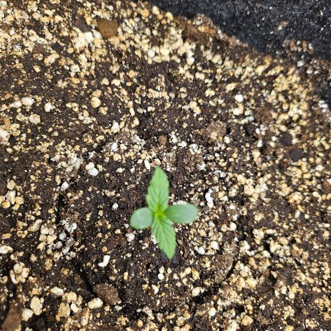 Mimosa #1 growlog timeline photo