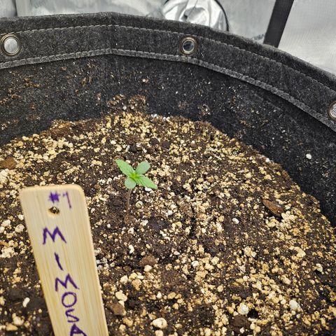 Mimosa #1 growlog timeline photo