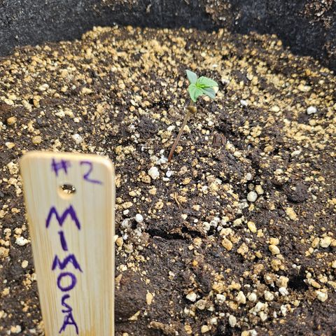 Mimosa #2 growlog timeline photo