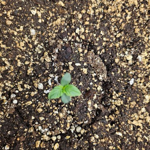 Mimosa #2 growlog timeline photo