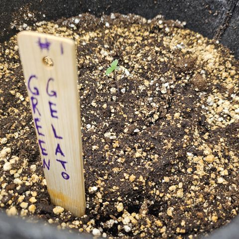 Green Gelato #1 growlog timeline photo
