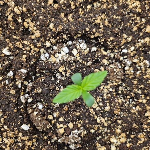 Green Gelato #2 growlog timeline photo