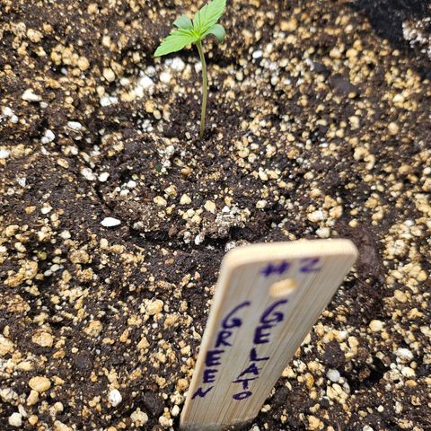Green Gelato #2 growlog timeline photo