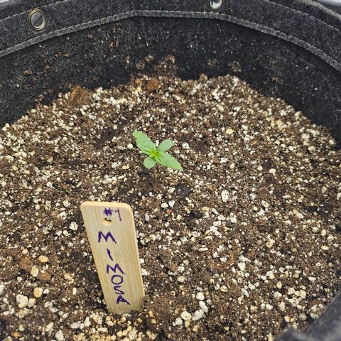 Mimosa #1 growlog timeline photo