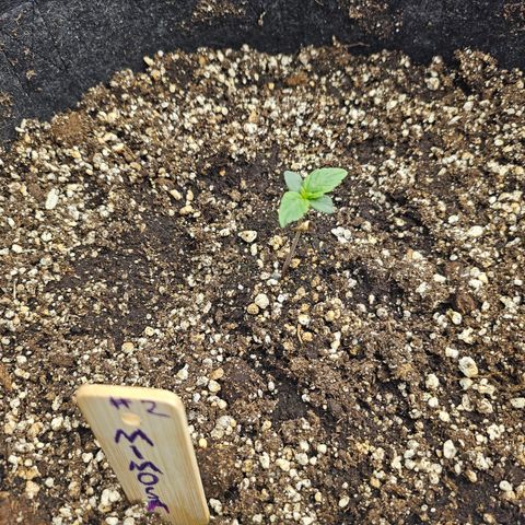 Mimosa #2 growlog timeline photo