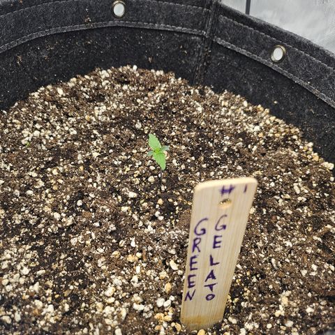Green Gelato #1 growlog timeline photo