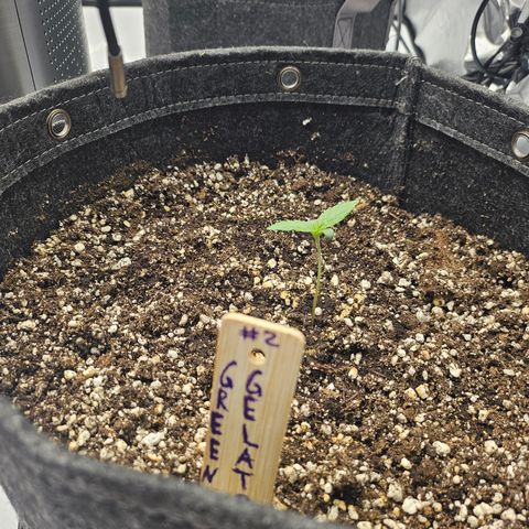 Green Gelato #2 growlog timeline photo