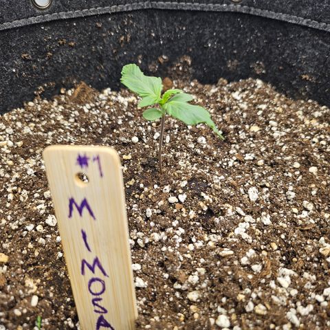 Mimosa #1 growlog timeline photo