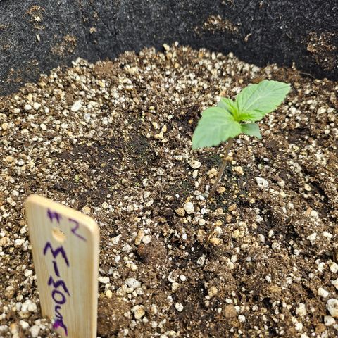 Mimosa #2 growlog timeline photo