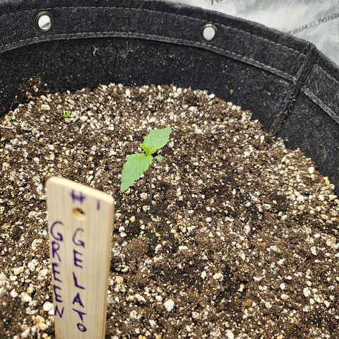 Green Gelato #1 growlog timeline photo