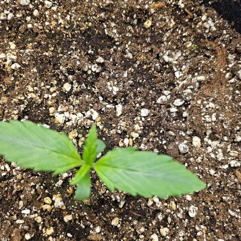 Green Gelato #2 growlog timeline photo