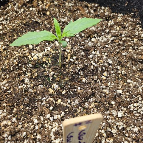 Green Gelato #2 growlog timeline photo