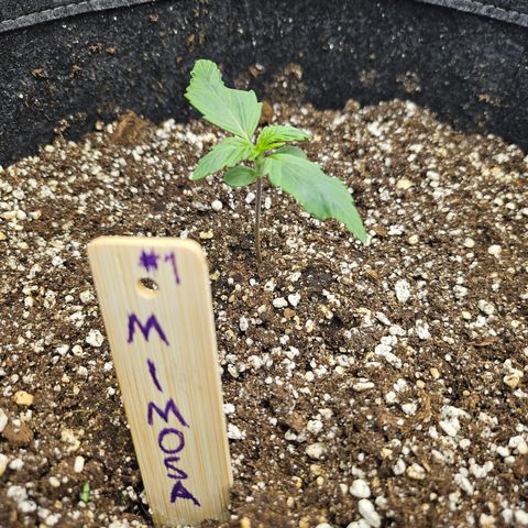 Mimosa #1 growlog timeline photo