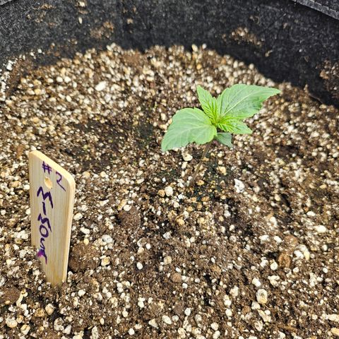 Mimosa #2 growlog timeline photo