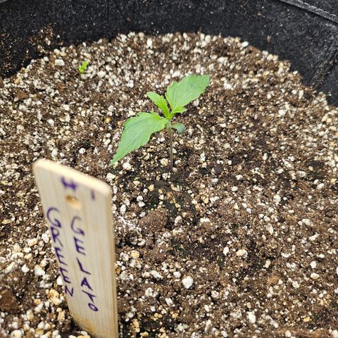 Green Gelato #1 growlog timeline photo