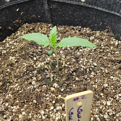 Green Gelato #2 growlog timeline photo