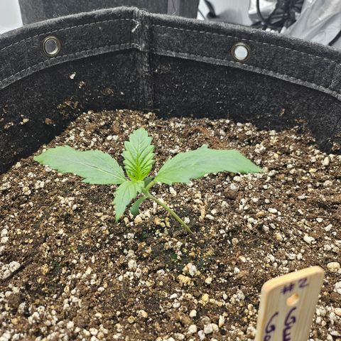 Green Gelato #2 growlog photo: The stem seem broken where the plant meets the soil. Put som exra soil around it, and gave it sove support. Hope she lives 🙏🏻