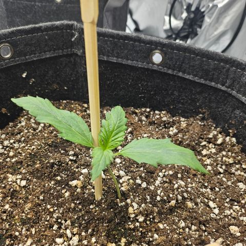 Green Gelato #2 growlog photo: The stem seem broken where the plant meets the soil. Put som exra soil around it, and gave it sove support. Hope she lives 🙏🏻