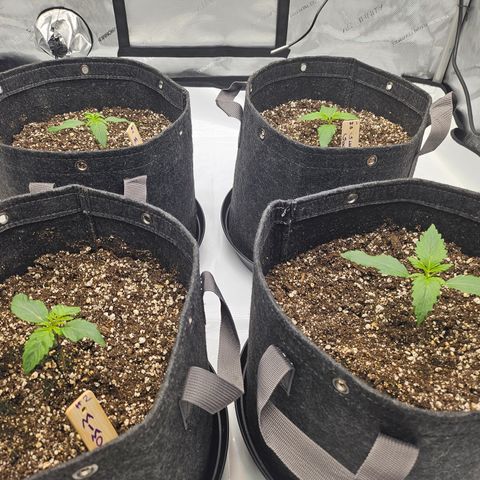 Green Gelato #2 growlog photo: Day 9:
Yesterday i calibrated my photone app, and it turns out the light was way to strong at almost 400. I can see thee leaves are starting to curl. After the calibration i turn the light down to 20%/100w and a dli at 18. Also got new humidifier today, so got to clear out some space in the tent 🙏🏻