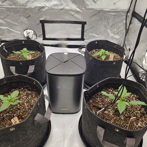 Green Gelato #2 growlog timeline photo