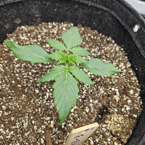 Mimosa #1 growlog timeline photo