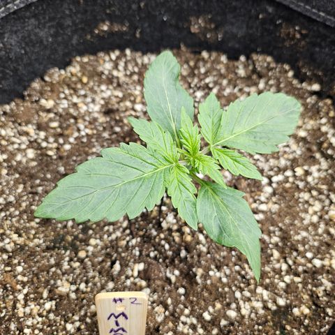 Mimosa #2 growlog timeline photo