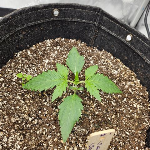 Green Gelato #1 growlog timeline photo