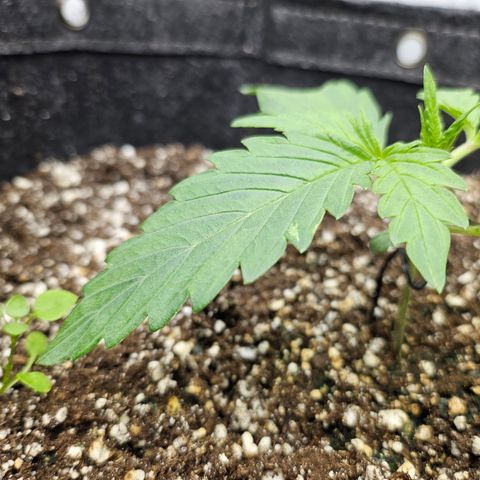 Green Gelato #1 growlog timeline photo