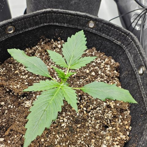 Green Gelato #2 growlog timeline photo