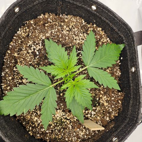 Green Gelato #1 growlog timeline photo