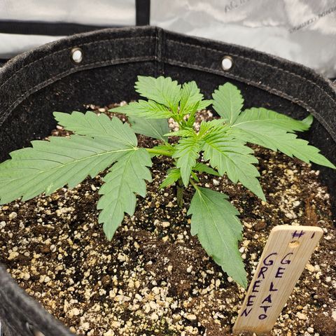 Green Gelato #1 growlog timeline photo