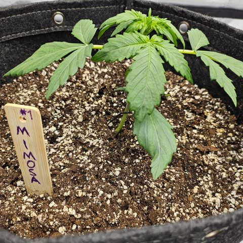 Mimosa #1 growlog timeline photo