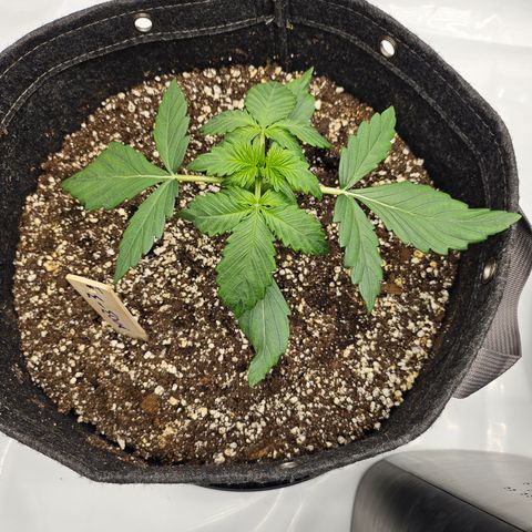 Mimosa #1 growlog timeline photo