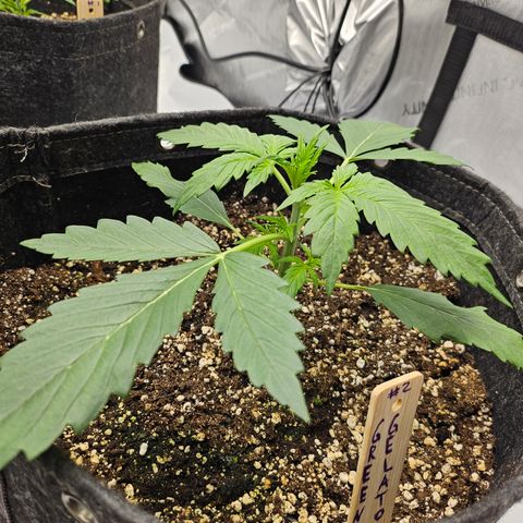 Green Gelato #2 growlog timeline photo