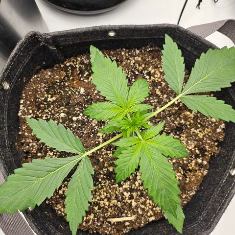 Green Gelato #2 growlog timeline photo