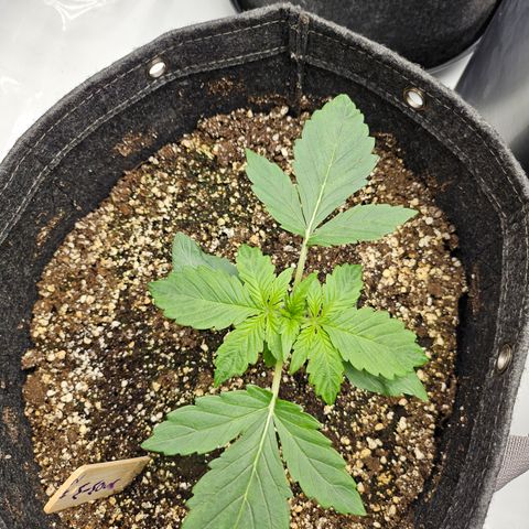 Mimosa #2 growlog timeline photo
